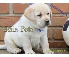 Labrador pups price in kanpur, Labrador pups for sale in kanpur