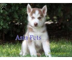 Siberian husky pups price in kanpur, Siberian husky pups for sale in kanpur