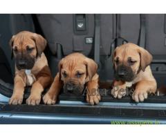 Great dane pups price in kochi, Great dane pups for sale in kochi
