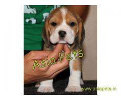 Beagle Puppies For Sale in Delhi, Beagle Breeders in delhi