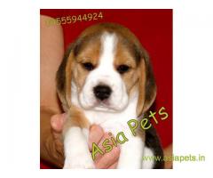 Beagle puppy for sale in delhi | Beagle Breeders in delhi ncr
