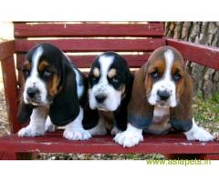 Basset hound puppy price in lucknow, Basset hound puppy for sale in lucknow