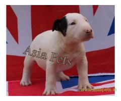 Bullterrier puppy price in lucknow, Bullterrier puppy for sale in lucknow