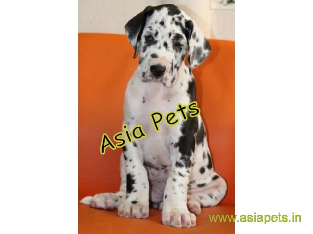 Harlequin lucknow great dane puppy price in lucknow, Harlequin lucknow great dane puppy for sale in 