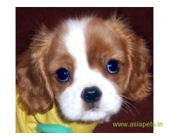 Kin lucknowg charles spaniel puppy price in lucknow, Kin lucknowg charles spaniel puppy for sale in 