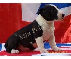 Bullterrier pups price in mumbai, Bullterrier pups for sale in mumbai