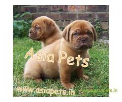 French Mastiff pups price in Nagpur , French Mastiff pups for sale in Nagpur