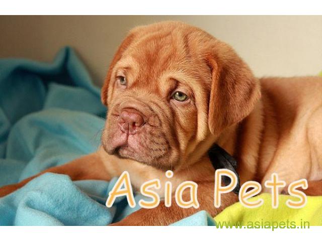 French Mastiff pups price in nashik, French Mastiff pups for sale in nashik
