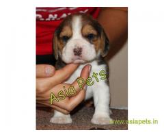 Beagle pups price in navi mumbai, Beagle pups for sale in navi mumbai
