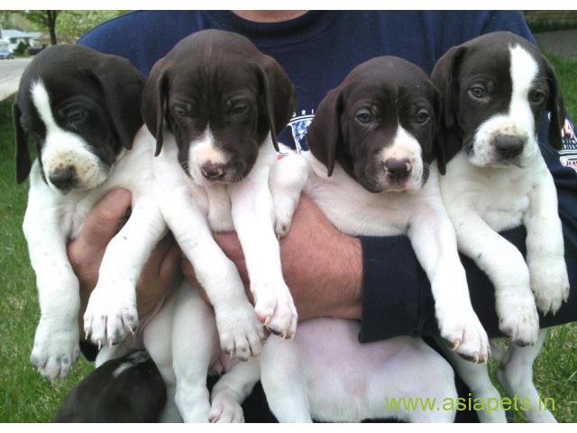 Pointer pups price in Nagpur , Pointer pups for sale in Nagpur