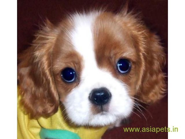 KING CHARLES SPANIEL PUPPY PRICE IN INDIA