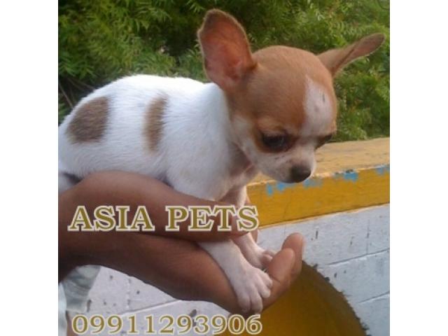 Chihuahua pups price in Ahmedabad,Chihuahua pups for sale in Ahmedabad,