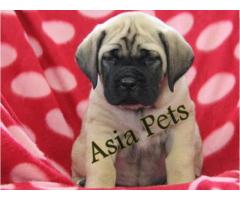 English Mastiff puppies price in Bangalore, English Mastiff puppies for sale in Bangalore
