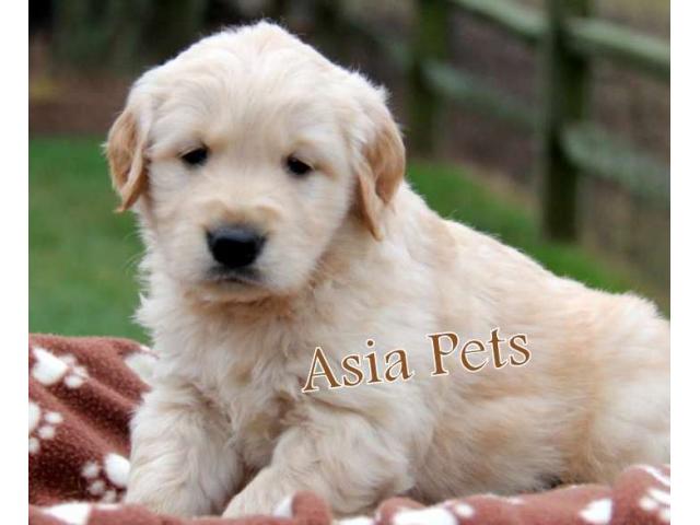 Golden retriever puppies for sale in Bangalore, Golden retriever puppies for sale in Bangalore