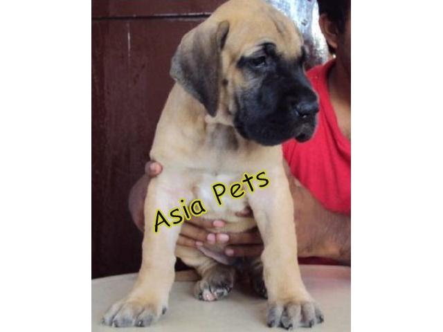 Great dane puppies price in Bangalore, Great dane puppies for sale in Bangalore
