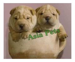 Shar pei pupsprice in Ahmedabad, Shar pei  pups for sale in Ahmedabad