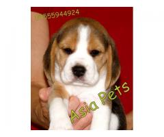 Beagle pups price in Bangalore, Beagle pups for sale in Bangalore