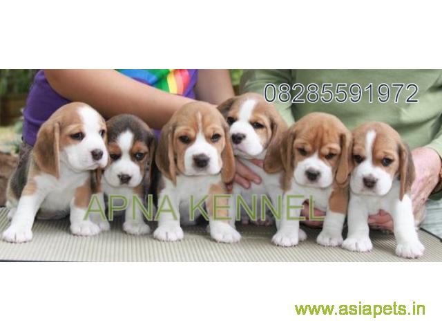 Beagle puppies price in navi mumbai, Beagle puppies for sale in navi mumbai