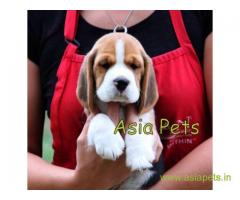 Beagle pups price in Pune , Beagle pups for sale in Pune