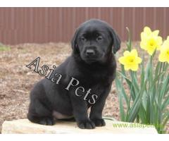 Labrador pups price in Pune , Labrador pups for sale in Pune