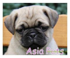 Pug puppies price in secunderabad, Pug puppies for sale in secunderabad