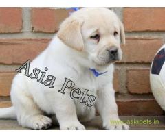 Labrador pups price in Surat,  Labrador pups for sale in Surat