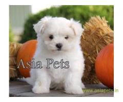 Maltese pups price in Surat,  Maltese pups for sale in Surat