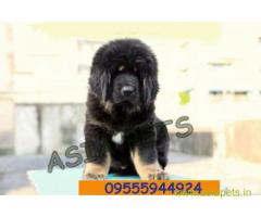 Tibetan mastiff puppy for sale in Bhopal at best price