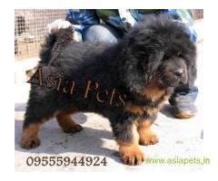 Tibetan mastiff puppy for sale in Dehradun at best price