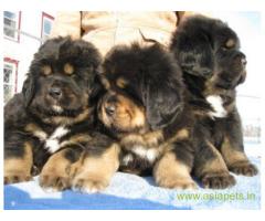 Tibetan mastiff puppy for sale in Ghaziabad at best price