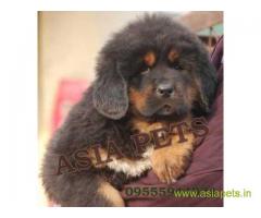 Tibetan mastiff puppy for sale inJodhpur at best price