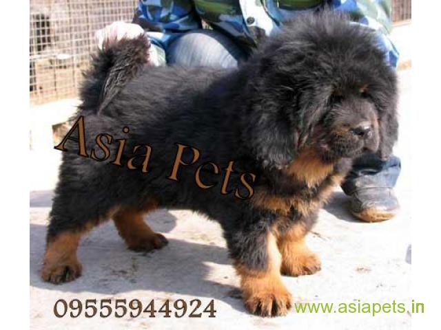 Tibetan mastiff puppy for sale in Kolkata at best price