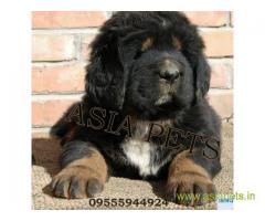 Tibetan mastiff puppy for sale in Navi Mumbai at best price