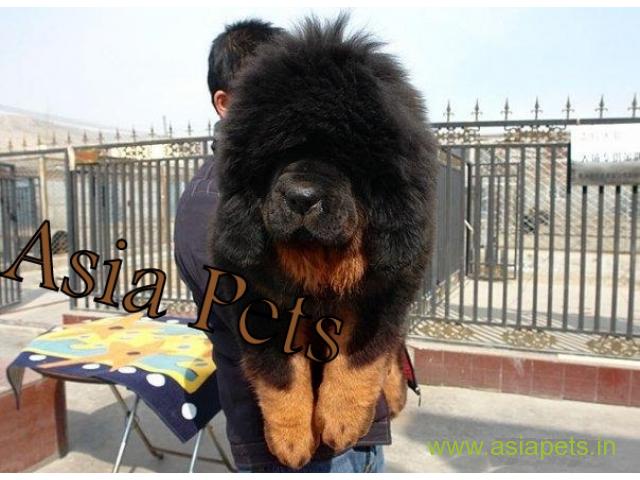 Tibetan mastiff puppy for sale in Noida at best price