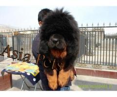 Tibetan mastiff puppy for sale in Rajkot at best price