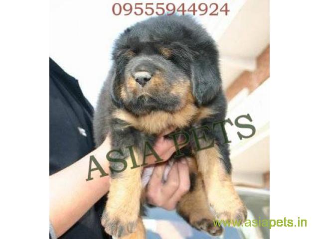 Tibetan mastiff puppy for sale in vadidara at best price
