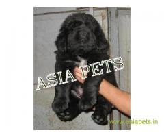 Tibetan mastiff puppies for sale in Chandigarh, Best Price