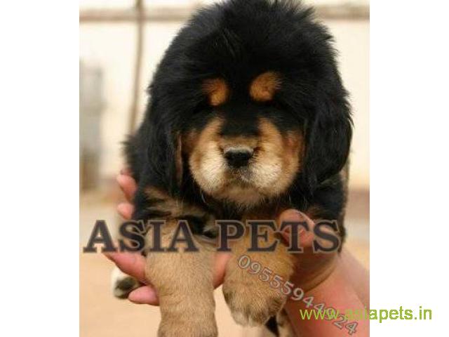 Tibetan mastiff puppies for sale in Thane, Best Price