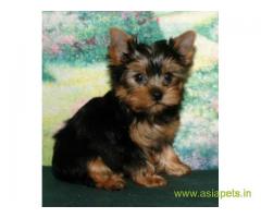 Yorkshire terrier puppy for sale in Bangalore at best price
