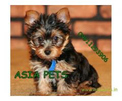 Yorkshire terrier puppy for sale in lucknow best price