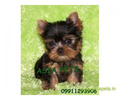 yorkshire terrier pups for sale in Bangalore at best price