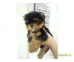 yorkshire terrier pups for sale in Bhubaneswar at best price