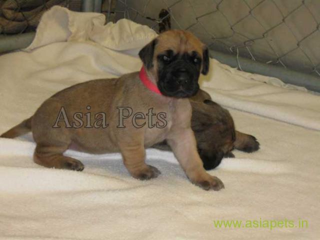 Great Dane Puppy For sale In Bhopal Best Price