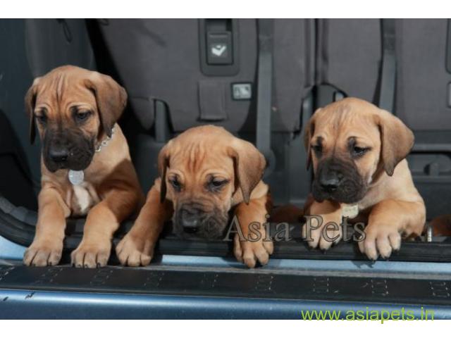 Great Dane Puppy For sale In Jodhpur Best Price