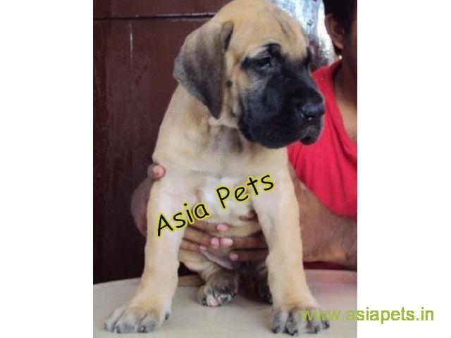 Great Dane Puppy For sale In Nashik Best Price
