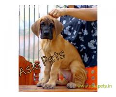 Great Dane Puppy For sale In Rajkot Best Price