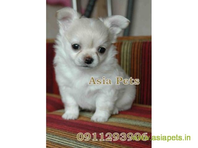 Chihuahua puppy for sale in Agra, Best Price Offer