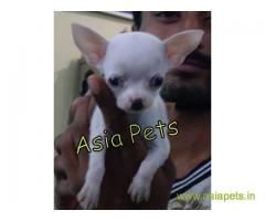 Chihuahua puppy for sale in Bangalore, Best Price Offer