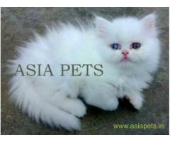 Persian kitten  for sale in Chennai at best price