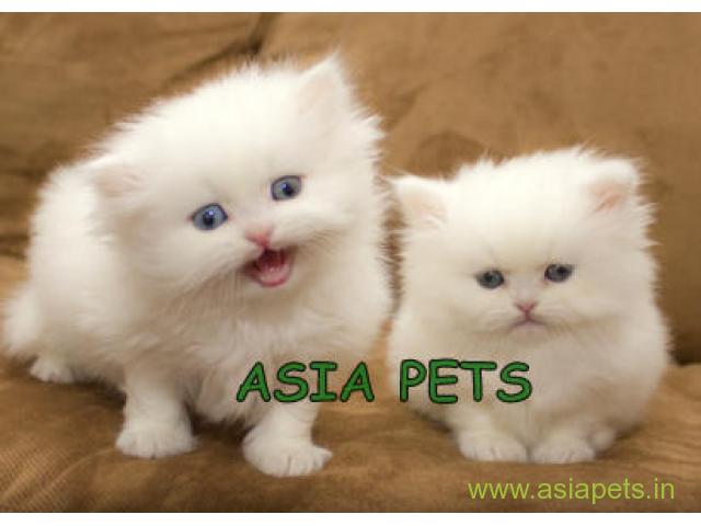 Persian kitten for sale in Gurgaon at best price